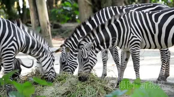 动物园里吃草的斑马特写镜头视频