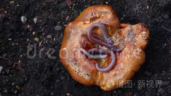蘑菇季秋虫九月高清镜头视频