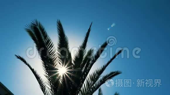 阳光透过绿色的枝叶闪烁，棕榈树在风中摇曳