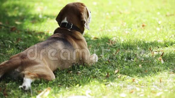 在炎热的天气里，可爱的小猎犬躺在树影里的草地上