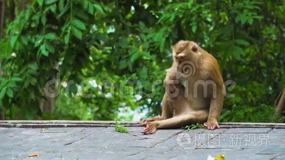 猴子坐在靠近热带森林的丛林里