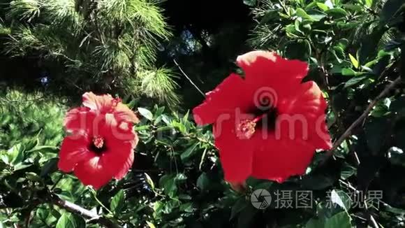 大片红色芙蓉花的背景镜头视频