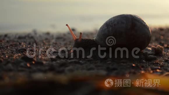日落时分，蜗牛在海滩上爬行
