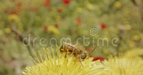 授粉-蜜蜂在花团锦簇上的特殊宏观镜头