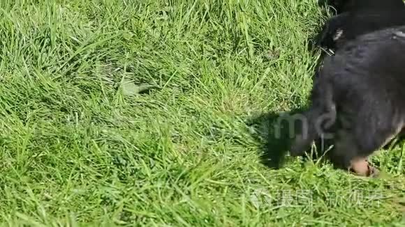 一小群德国牧羊犬在绿草中休息视频