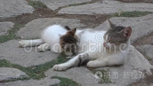 用母猫奶喂养小猫宝宝视频