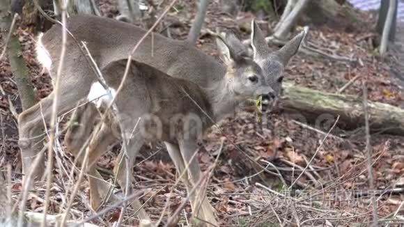 母鹿和小鹿在森林里吃鲜叶视频