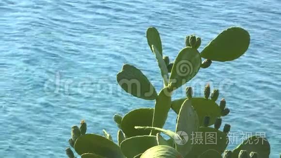 绿色的仙人掌和蓝色的海浪背景视频