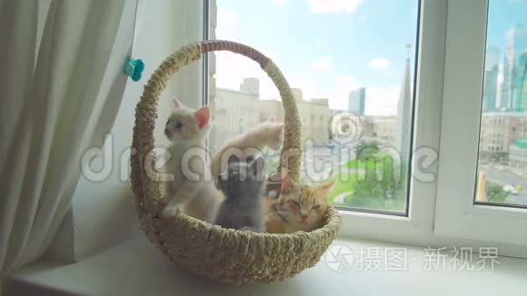 可爱的小猫和母猫