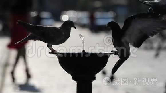 几只鸽子从街道喷泉里喝水视频