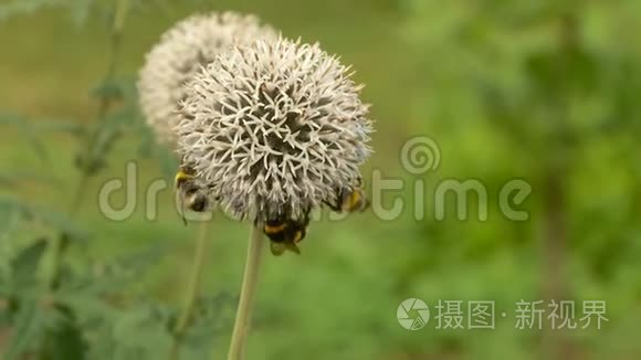 夏天蝴蝶和蜜蜂采蜜视频