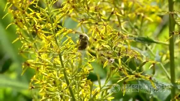 夏天蝴蝶和蜜蜂采蜜视频