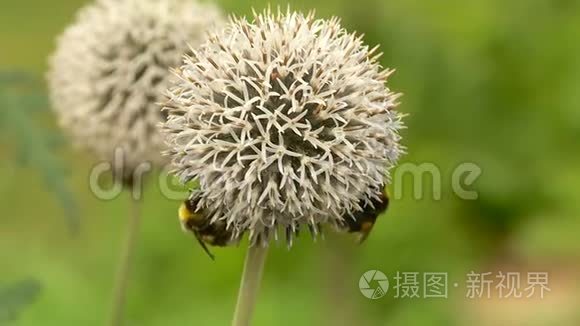 夏天蝴蝶和蜜蜂采蜜视频