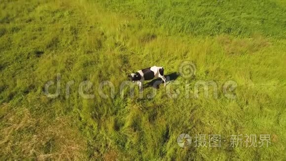 绿草地上的奶牛看飞行的雄蜂视频