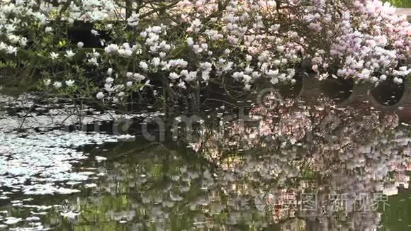 玉兰花映在水中，花瓣漂浮在湖面上