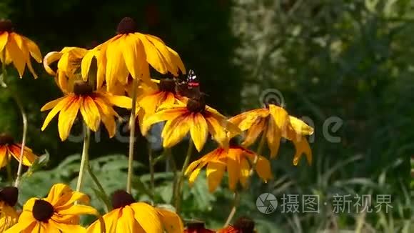 夏天蝴蝶和蜜蜂采蜜视频