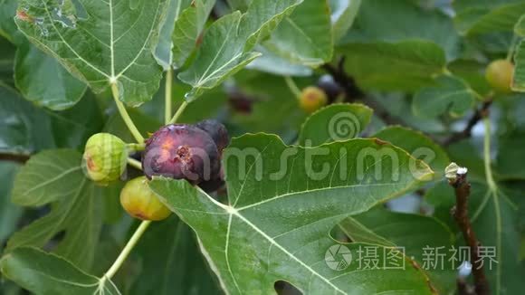 把无花果的果实浸在树上。