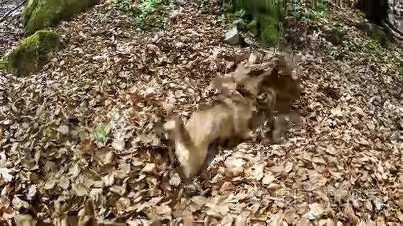 有趣的比格犬在秋叶池游泳