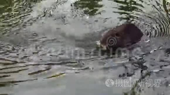 海狸鼠水岩洗涤面