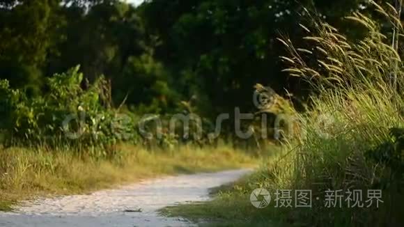 通往苏荣岛懒人海滩的桑迪小路视频