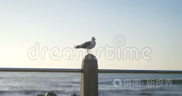 海鸥鸟栖息在栏杆上视频