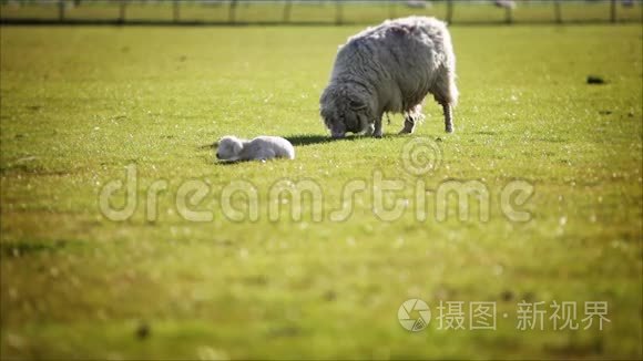 放牧的羊和羊肉视频