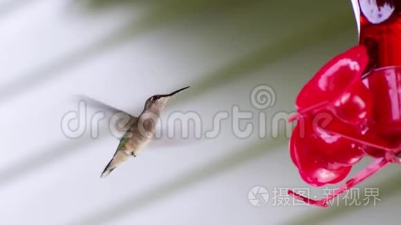 蜂鸟在喂食处喝酒视频