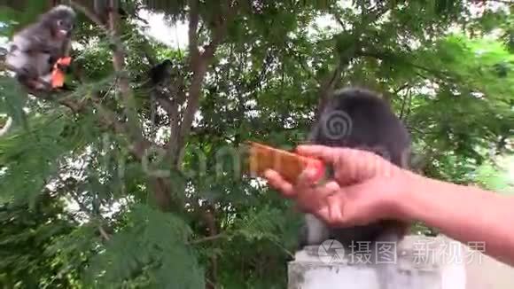 猴子吃水果视频
