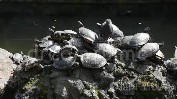 龟龟对池塘石材装饰设计的研究视频