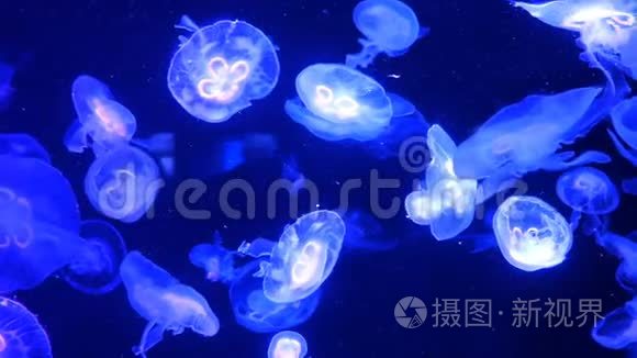 大型水族馆，不均匀的多色照明，其中游泳不同的异国情调水母水下。