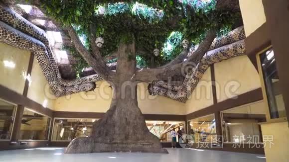 动物园大厅中央矗立着一棵大树视频