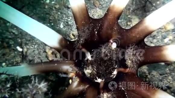 海篮海参Neothyonium在拉贾安帕特夜间吃浮游生物