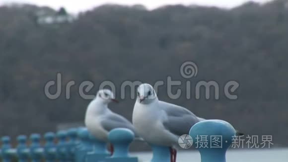 海鸥降落在铁轨上