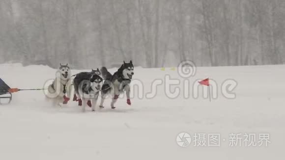 一队四只雪橇哈士奇狗参加比赛视频