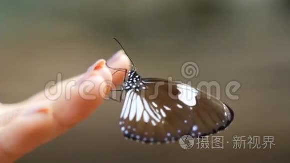 蝴蝶在女人`手里