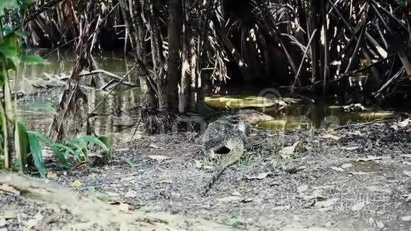 水监测蜥蜴视频