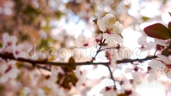 樱花树特写花朵迎风飘扬视频