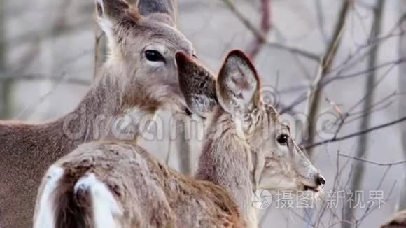 白尾鹿在黄昏的美景中觅食视频