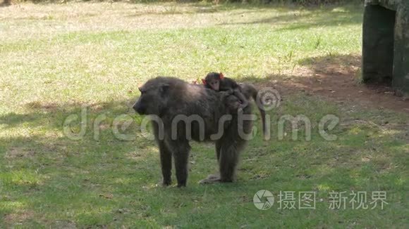 野生猴妈妈在他们的自然栖息地把孩子带回