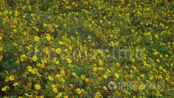 野生向日葵地视频