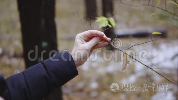 摄影师旅行者在秋天的森林里拍摄大自然的照片。 第一场雪霜。 电影镜头，慢动作。