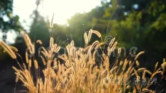 在夕阳的光辉中草地上的草视频