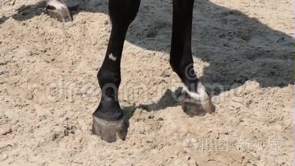 马前蹄视频素材