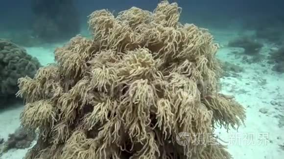 祖鲁海阿坡岛美丽的软珊瑚
