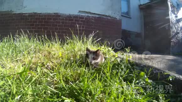 在城市大街上打猎的野猫