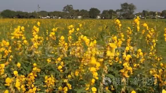 黄色豆科植物花视频
