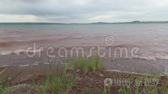 草原上的草在湖岸的风中摇曳视频