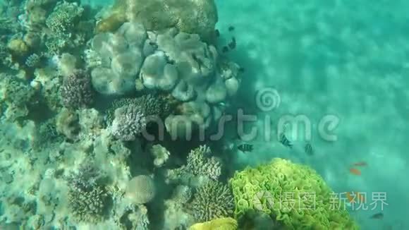 珊瑚鱼在海绵周围游动视频