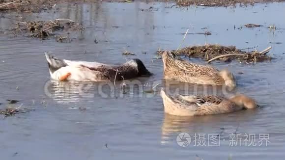 在水坑里游泳的大型家鸭视频