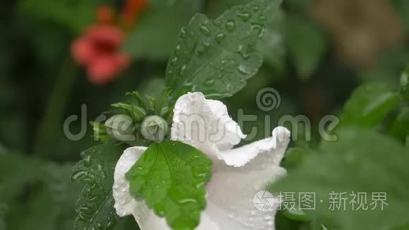 白色的花靠近莎伦或木槿的玫瑰。 芙蓉.. 雨后，花瓣和树叶上的露珠